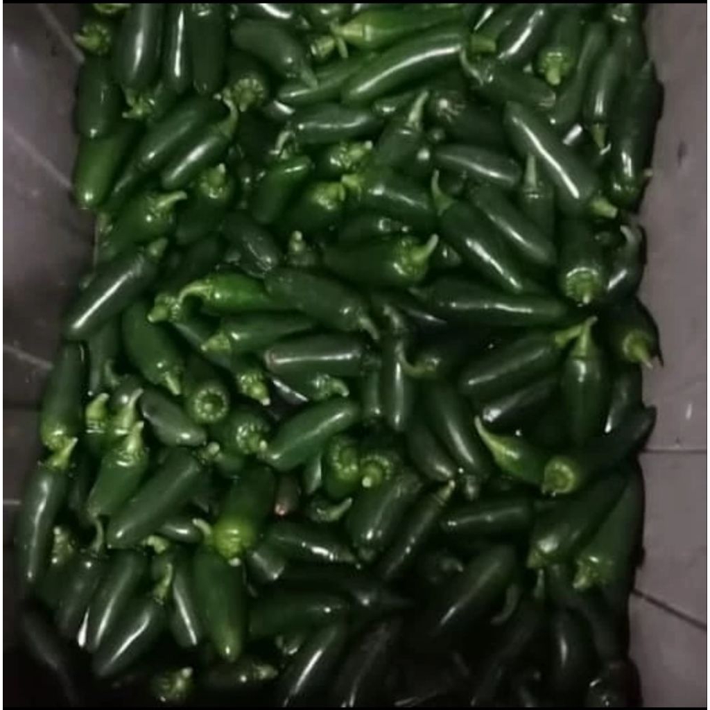 

Jalapeno fresh 1kg