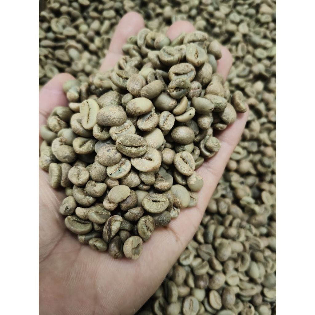 

GREEN BEAN BIJI KOPI ROBUSTA LAMPUNG SIAP ROASTING BERSIH BEBAS BIJI HITAM