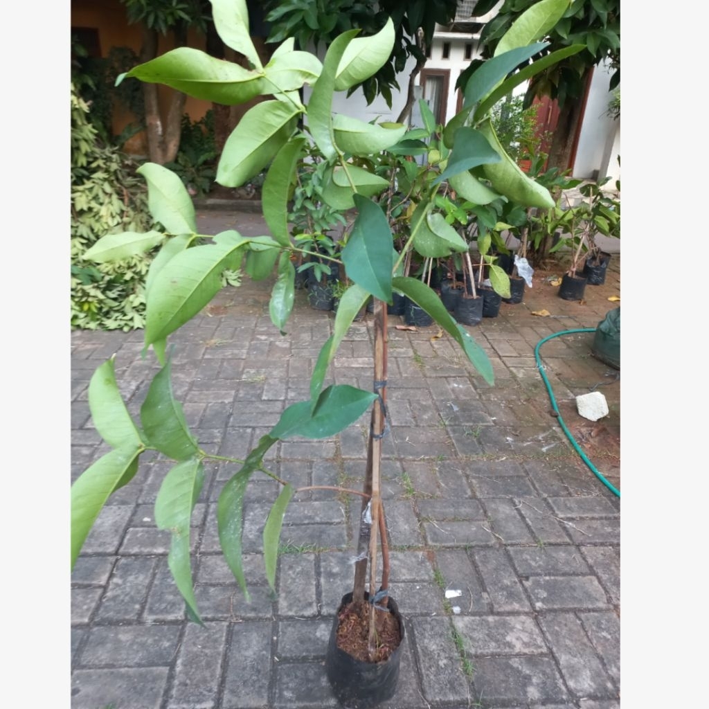 Bibit Jambu Air Khiojok ukuran besar