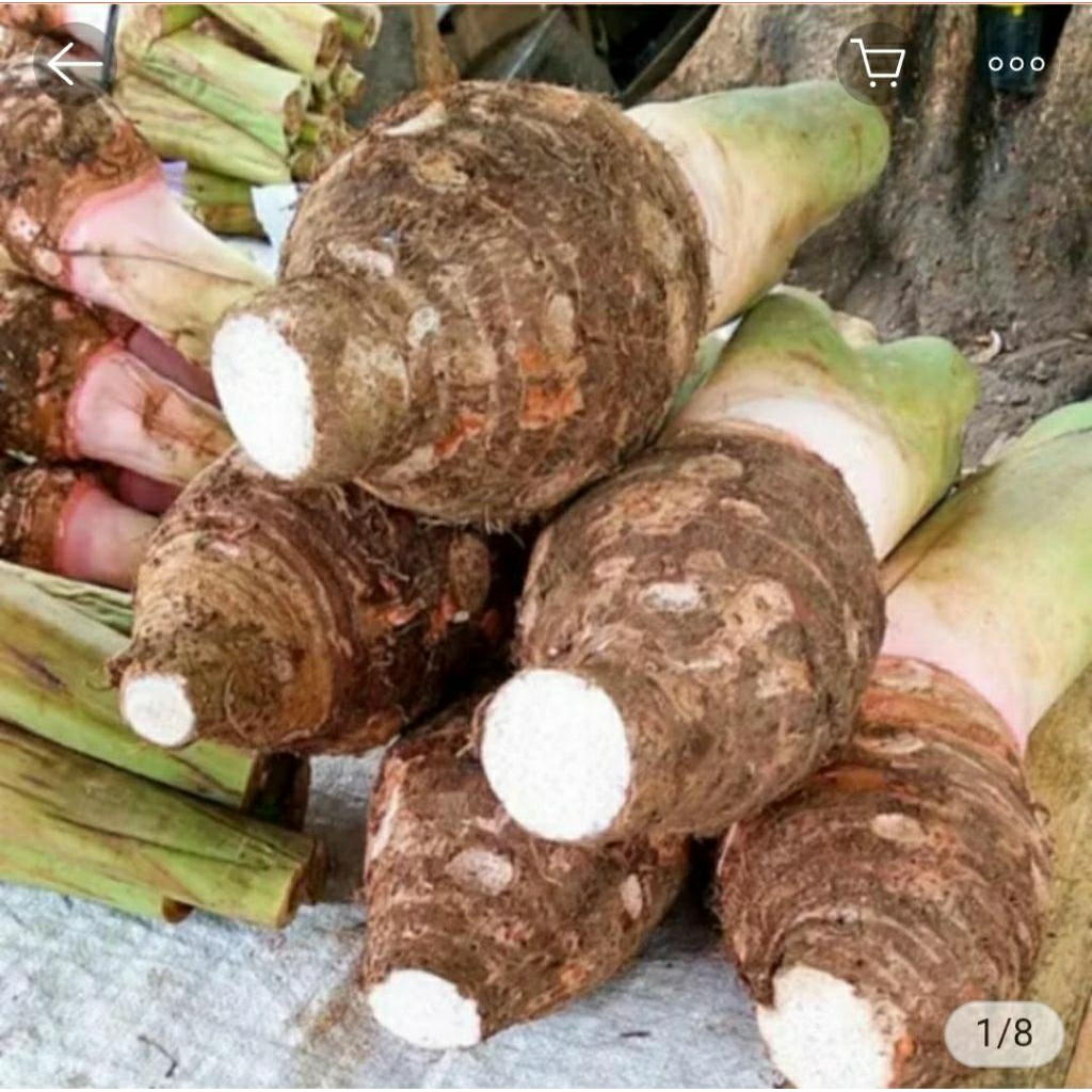 

ubi talas / ubi gendruk kurang lebih 1 kg