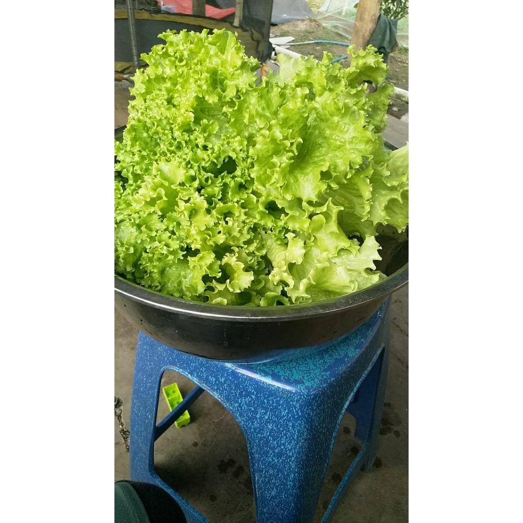 

selada hijau hydroponik segar dadakan