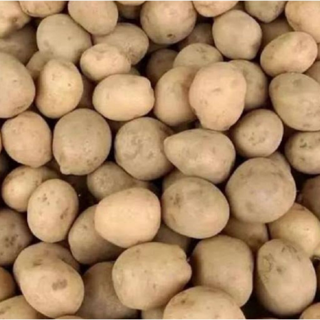 

kentang kecil/baby/krill, kentang diet.KENTANG KUNING ASLI SUMBERBRANTAS KOTA BATU