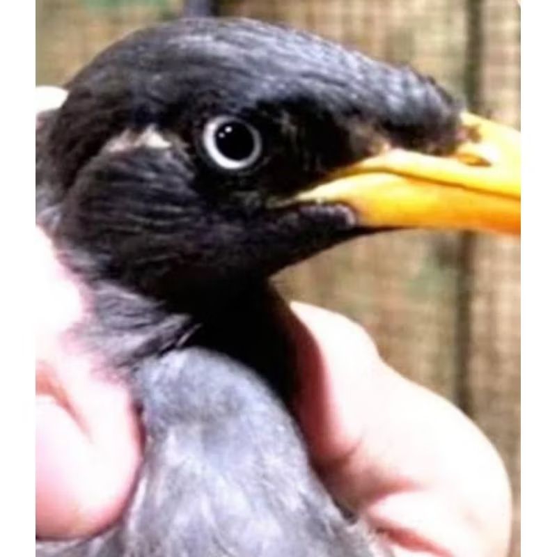 JALAK KEBO MATA PUTIH  100% JANTAN, BUNYI