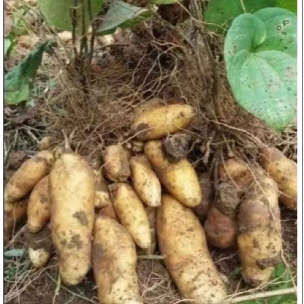 Bibit Umbi Gembili / Tanaman umbi Gembili Beli 5 gratis 1 bibit