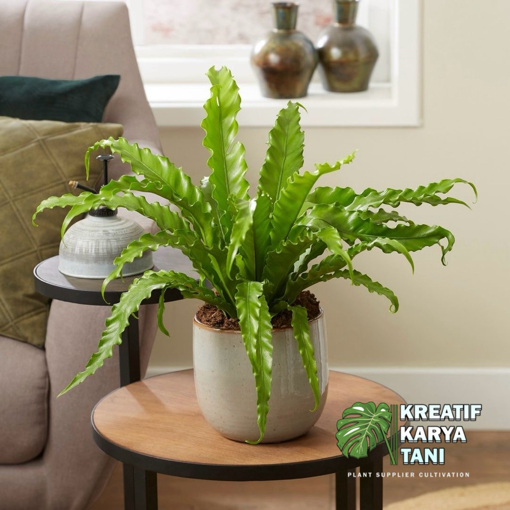 Tanaman hias kadaka osaka kadaka osaka kadaka