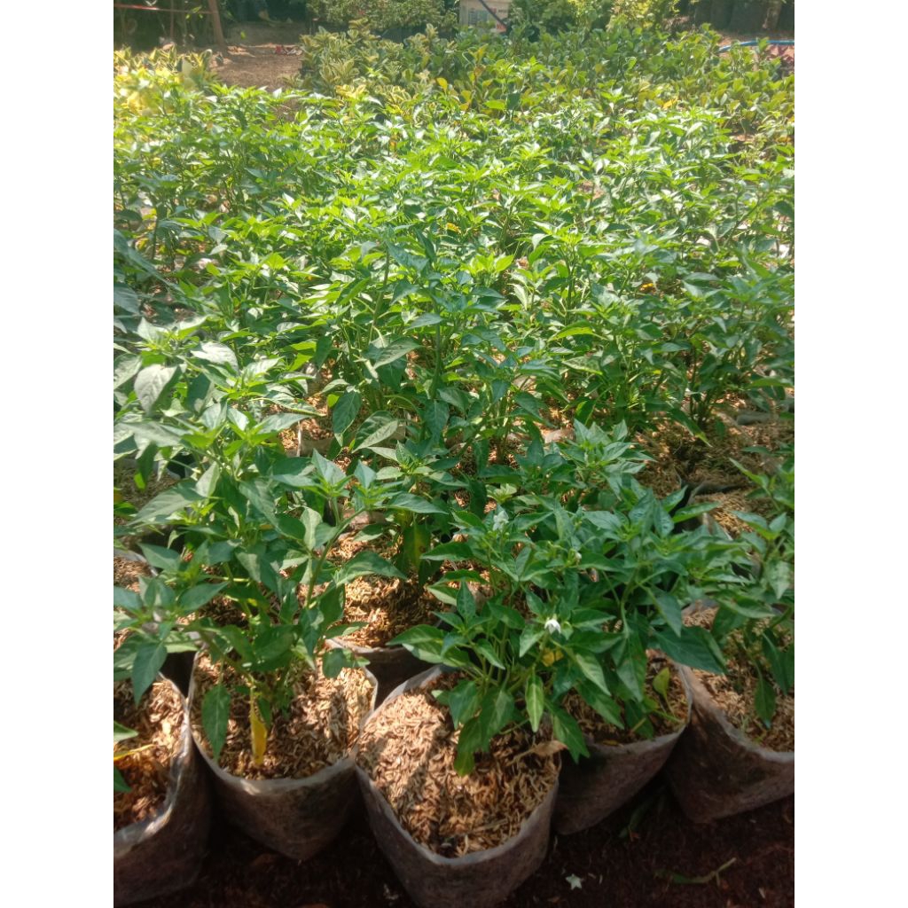 bibit pohon cabe rawit hijau pohon cabe rawit rawit