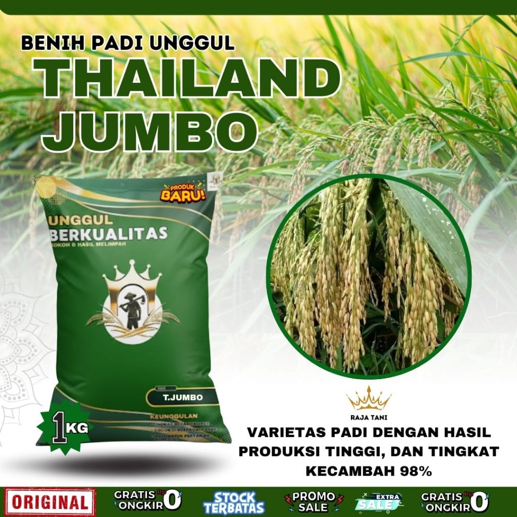 BENIH PADI BIBIT PADI THAILAND JUMBO ORIGINAL KEMASAN 1KG BERKUALITAS