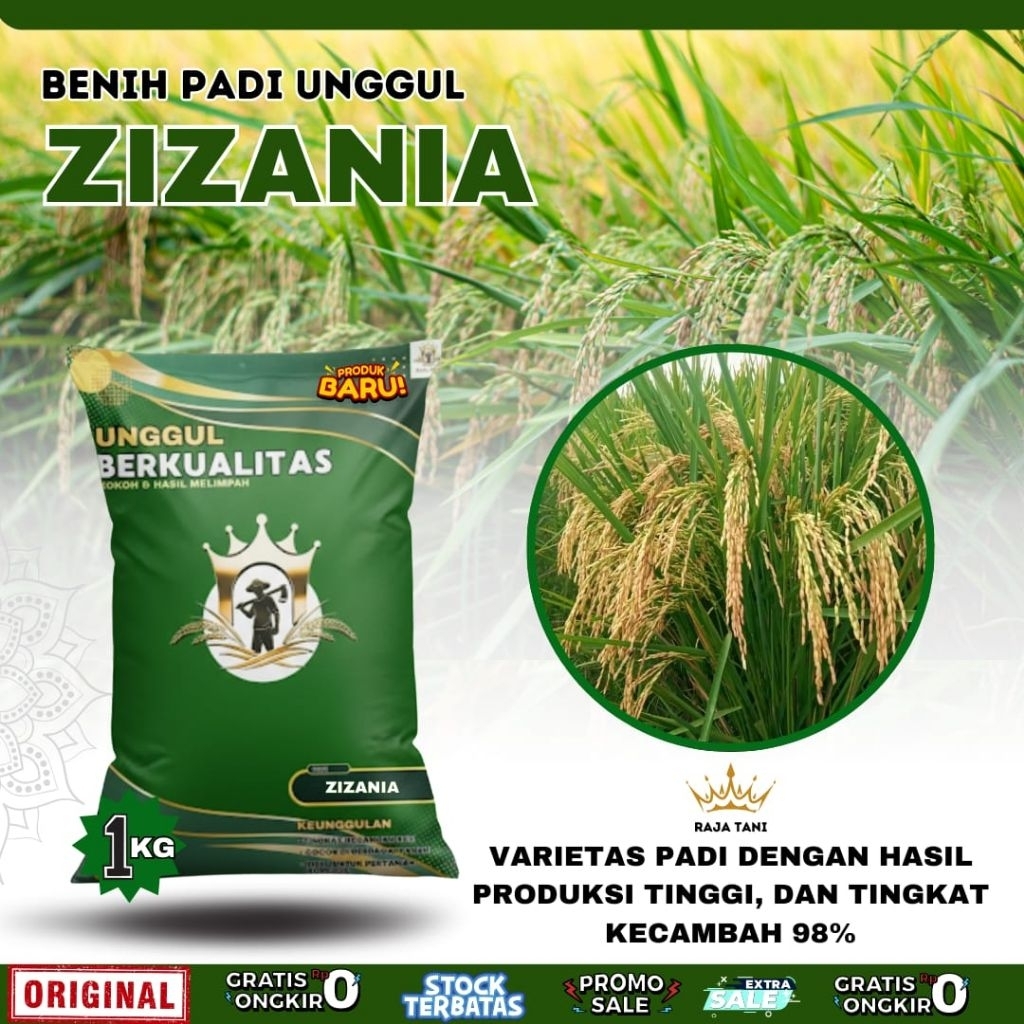 BENIH PADI BIBIT PADI ZIZANIA ORIGINAL KEMASAN 1KG BERKUALITAS