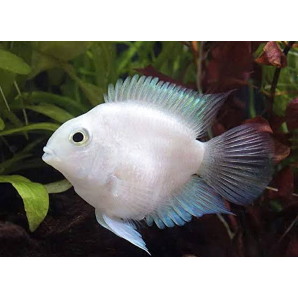 Khusus Instant Ikan Platinum Pollar Parrot Cakep Buat Hiasan Aquarium Aquascape