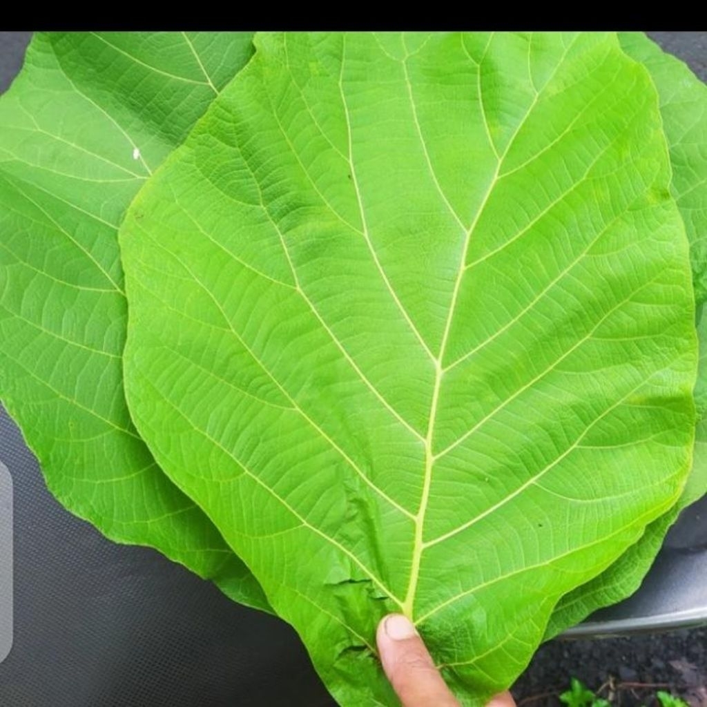 

daun jati segar per lmbar