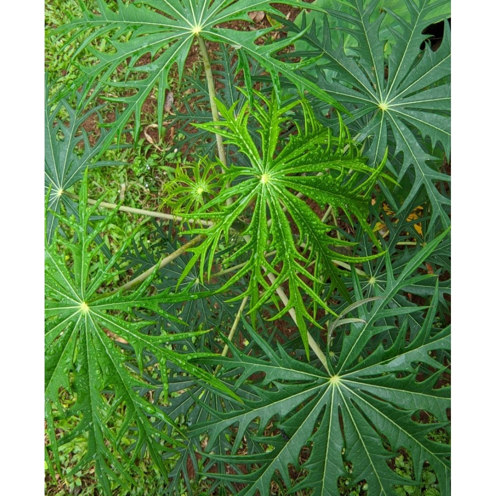 

Daun Betadine Segar 1 Kg / Daun Betadin / Daun Yodium penyembuh luka / Daun jarak cina