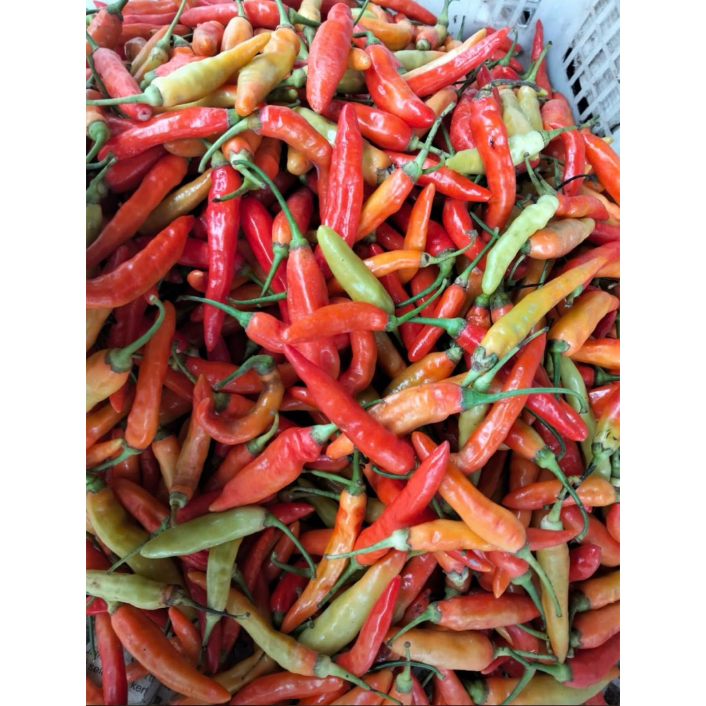 

Cabe Setan cabe caplak cabe ayam geprek