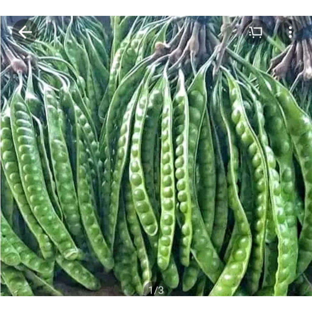 

pete tua super per 1 papan lonjor