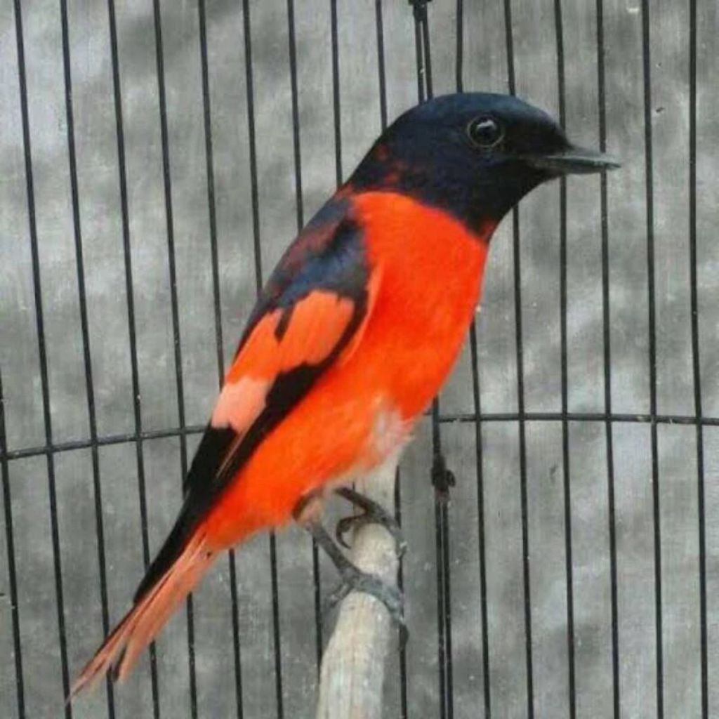 Burung Mantenan Gunung Merah pilihn Jantan Mulus