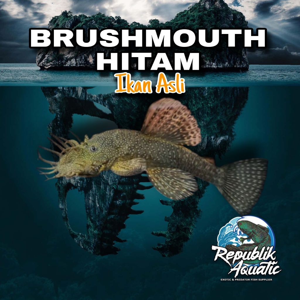 

Brushmouth Hitam