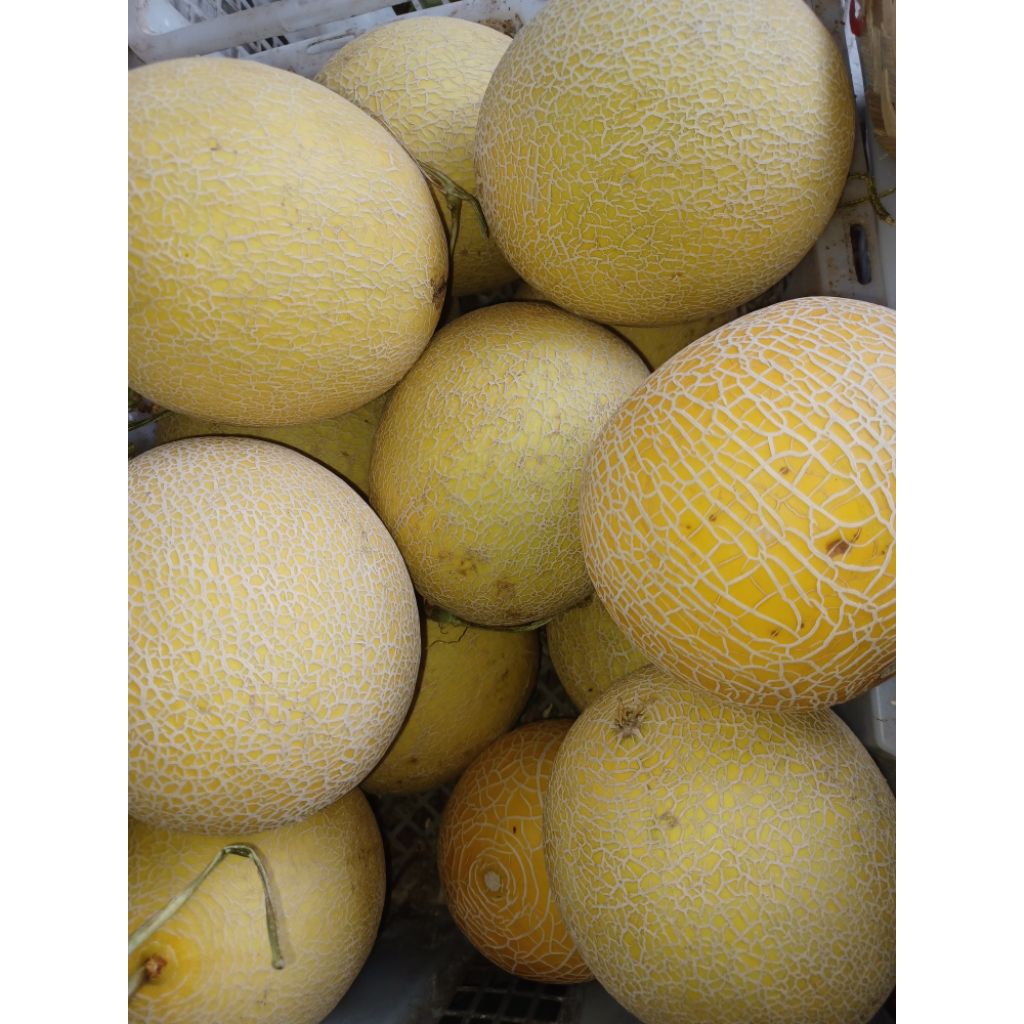 

Buah melon madu manis