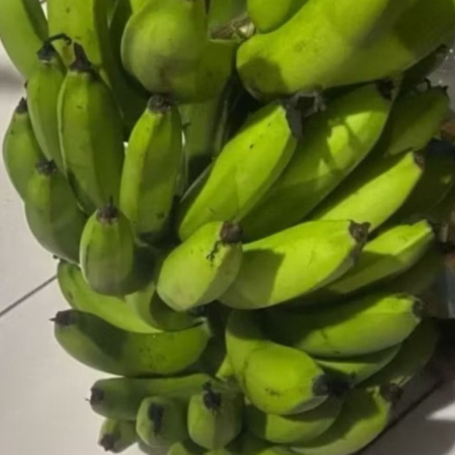 

Buah Pisang Mentah PB OCK OR 500 Pisang Bangkaulu