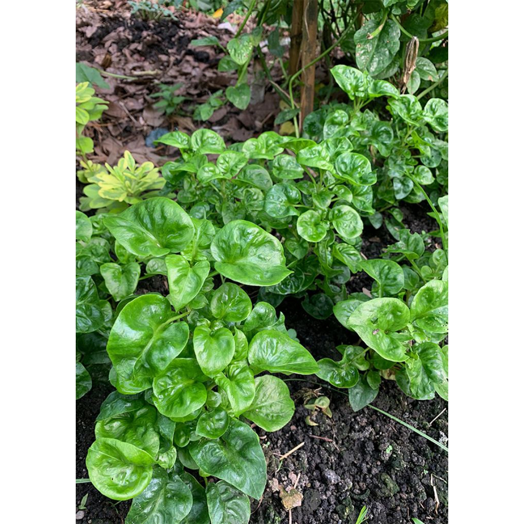 

Daun bayam brazil 250gr