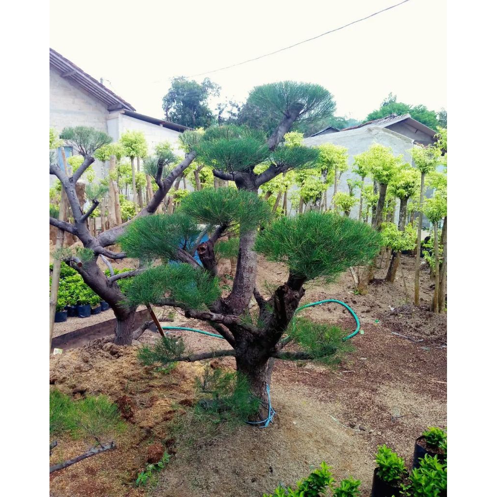 bonsai cemara udang 2m / bonsai cemara udang / pohon cemara udang