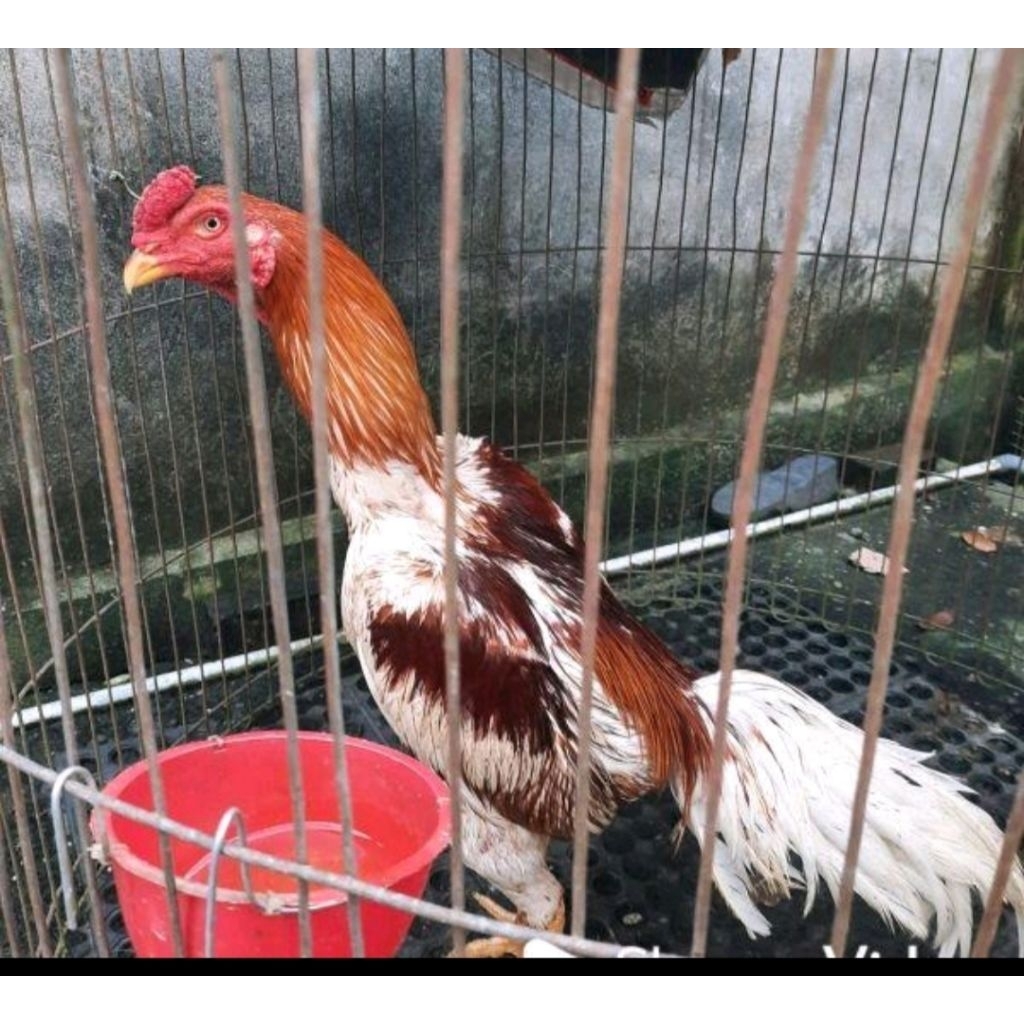 Telur ayam Bangkok pakhoy fertil bisa di tetaskan