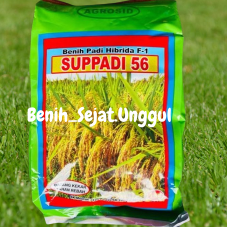 Diskon Benih Padi Unggul Hibrida F1 Suppadi 56 Kemasan 1Kg