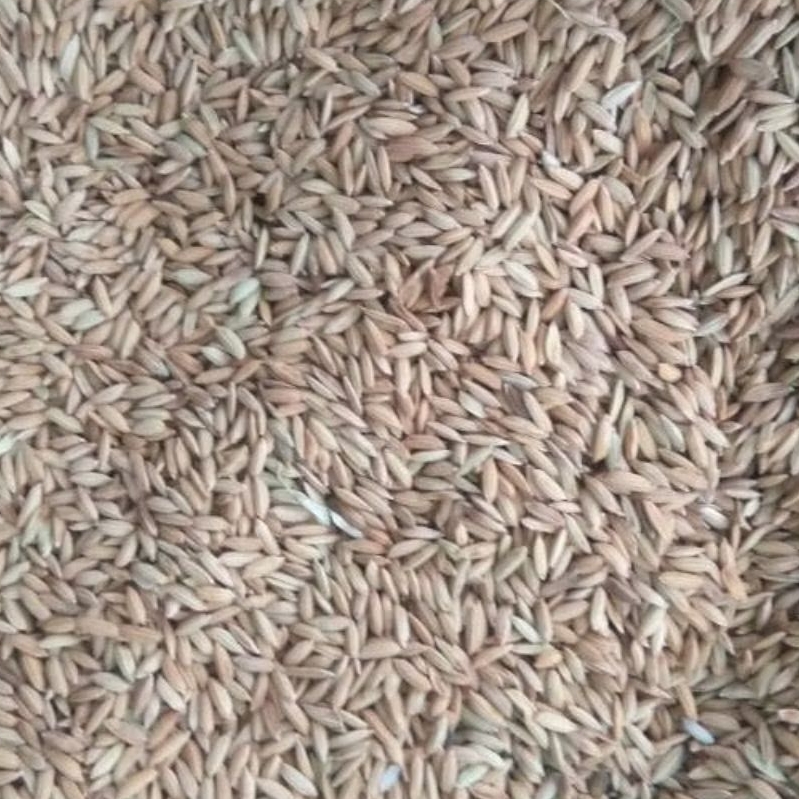 Gabah padi pakan ternak ayam dan burung 1 kg