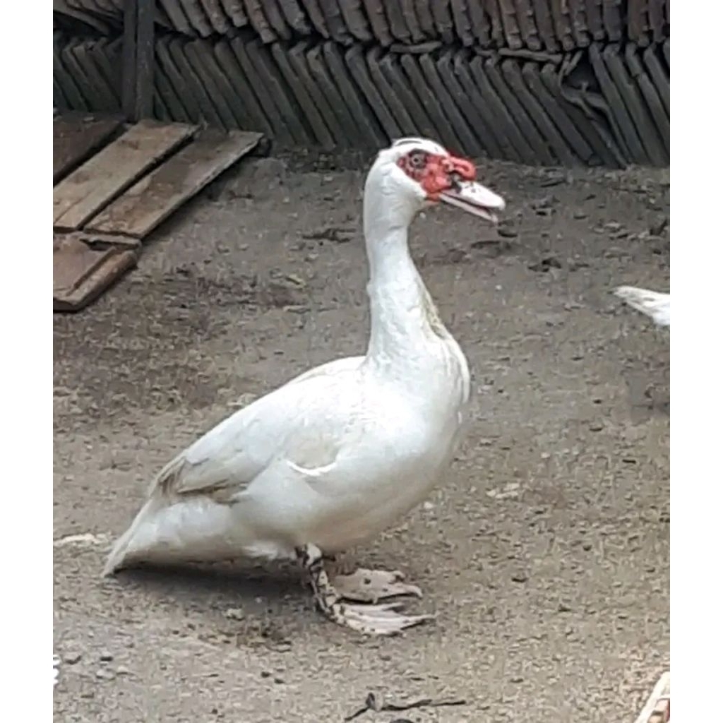 telur mentok jumbo superan kualitas fertil bisa di tetaskan