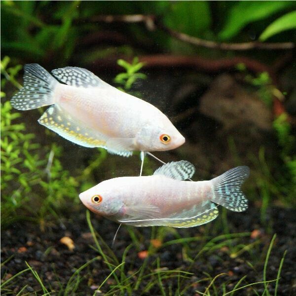 Ikan Hias Sepat Platinum / Ikan Aquascape / Ikan Hias Air Tawar