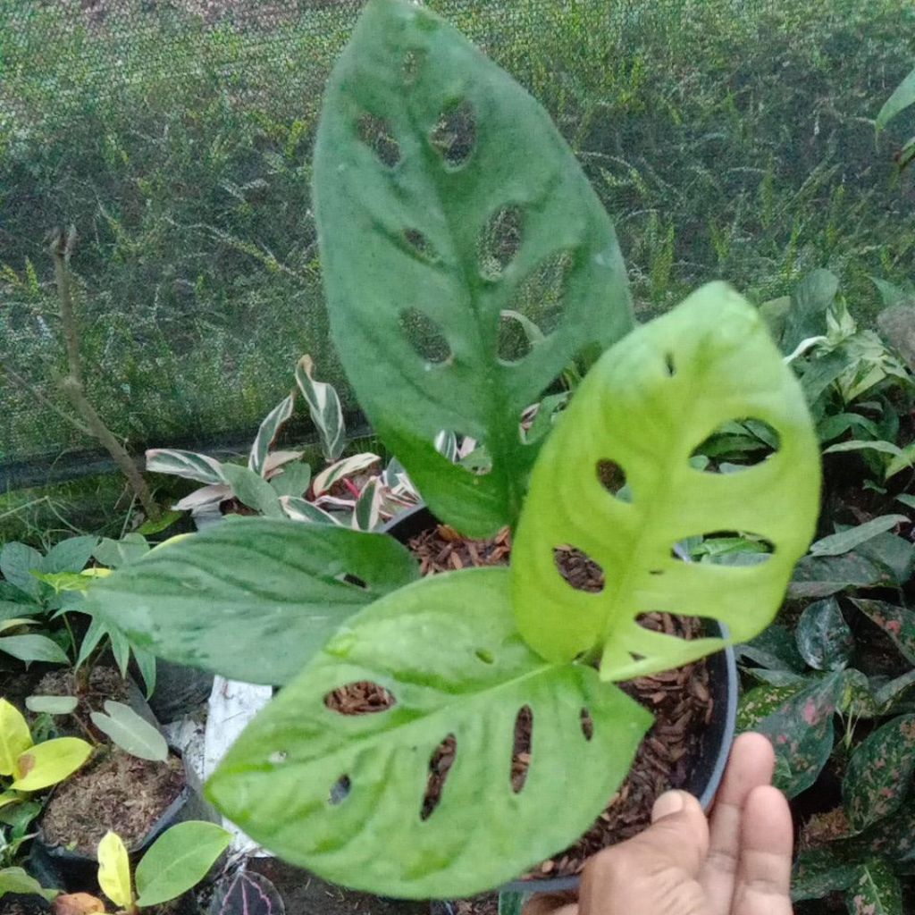 Janda bolong acuminata trah varigata asalnya