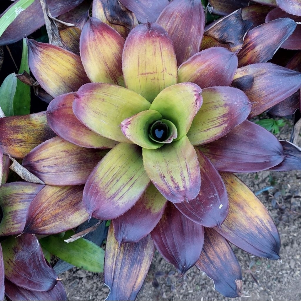 Bromelia Black Manilla - Bromelia Neoregelia - Bromelia Hias - Bromelia Koleksi - Bromelia