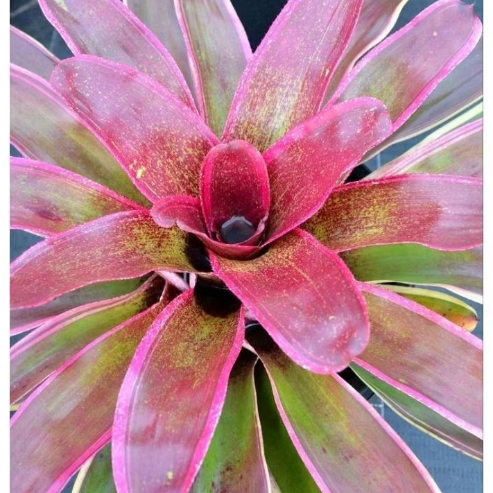 Bromelia Cane Fire - Bromelia Pink - Bromelia Hias - Bromelia Koleksi - Bromelia Taman - Bromelia