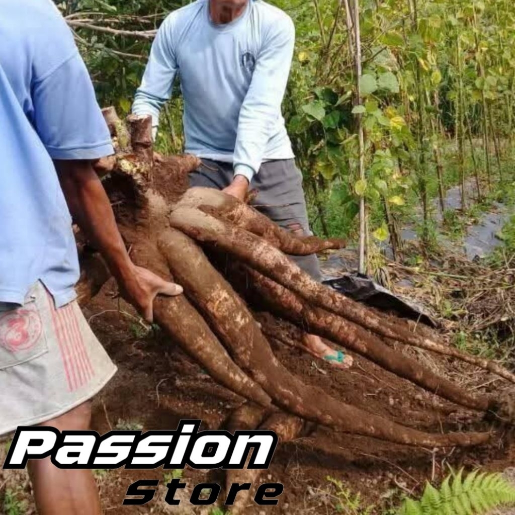 

Singkong Jalaktowo Mentah 1kg Gurih Pulen Untuk Cemilan Rebus Goreng Getuk Timus Gaplek Tape Dll