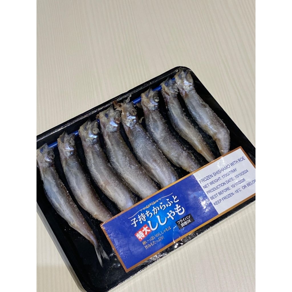 IKAN SHISAMO - KOMOCHI SHISAMO - IKAN JAPAN- KUUSTORE