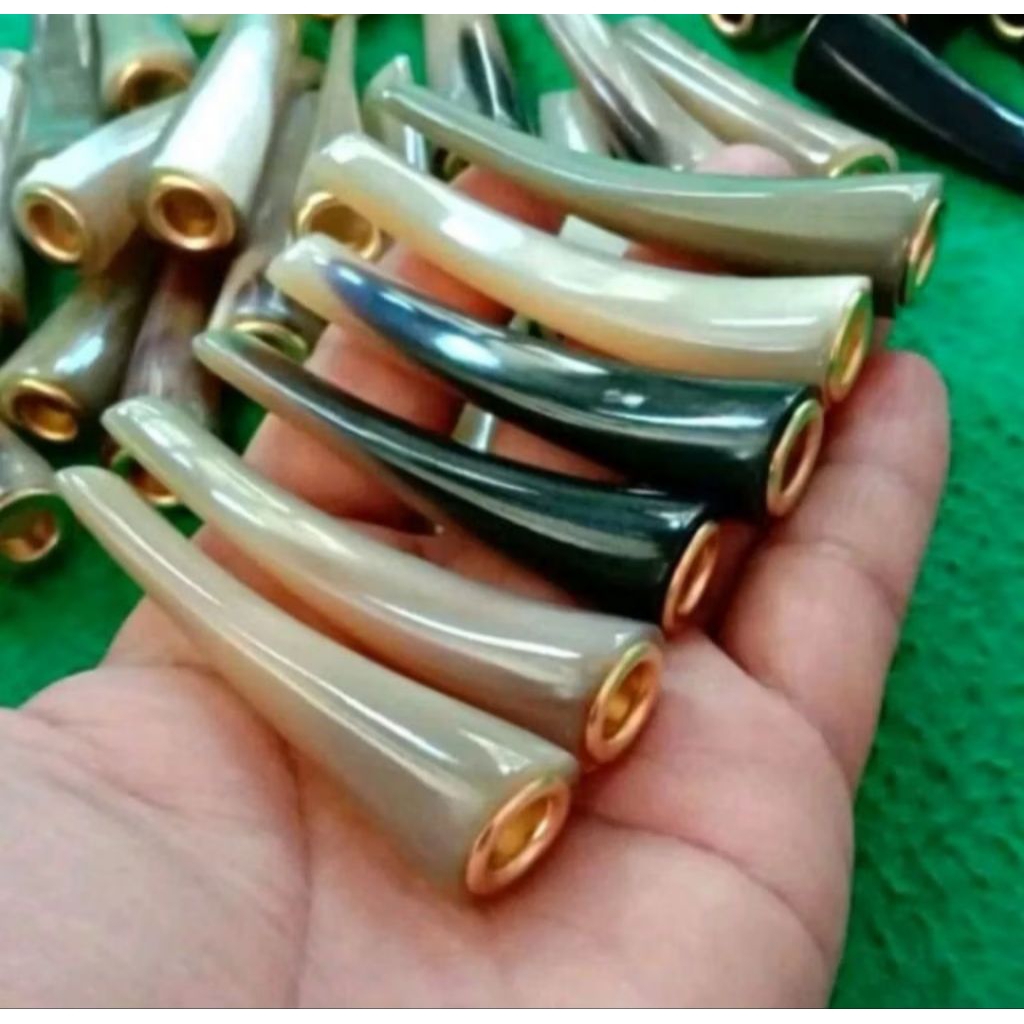 once pipa tanduk kerbau bule