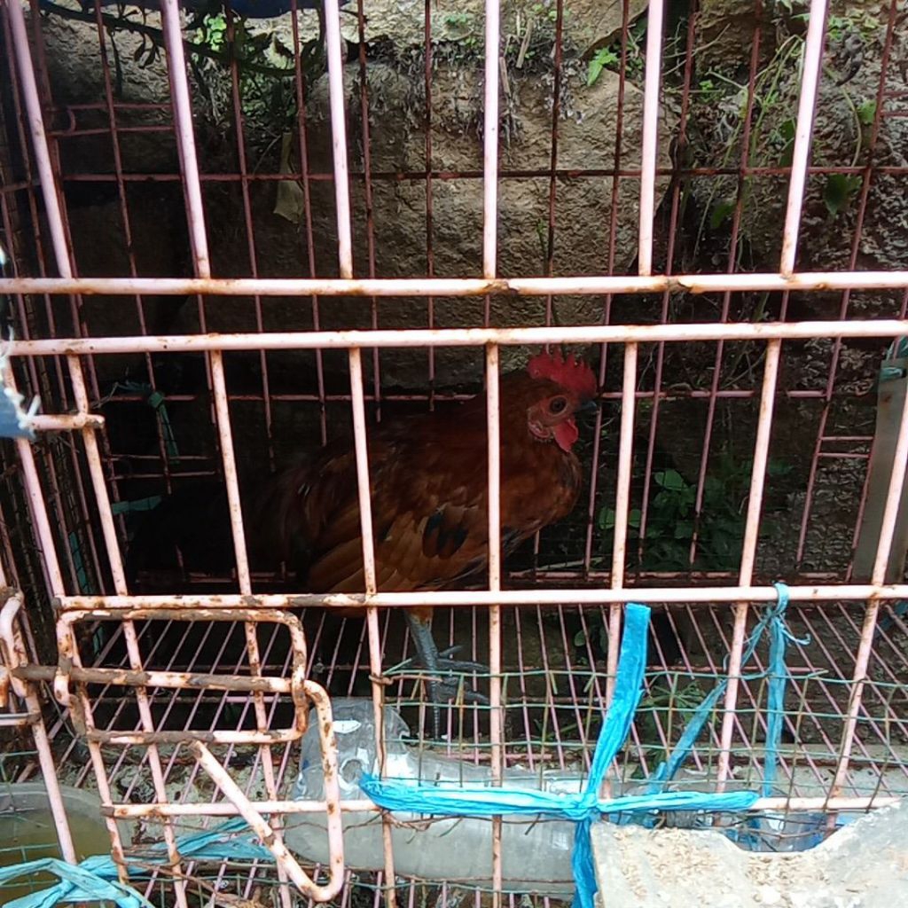 anak ayam kampung kate Serama khusus bandung