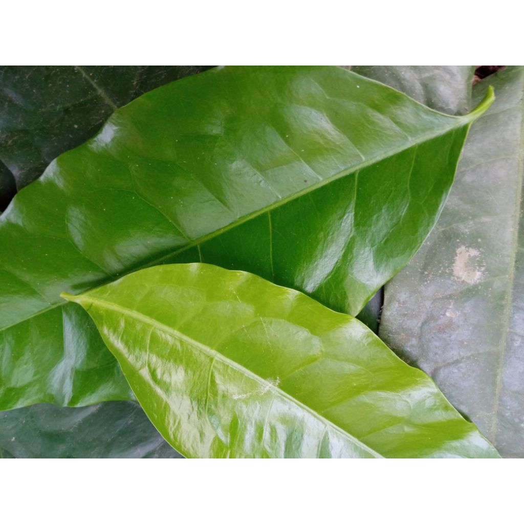 

100 lembar daun melinjo atau daun so