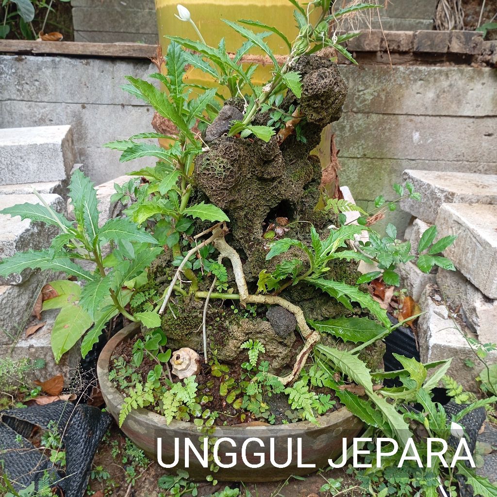 BONSAI SERUT ON THE ROCK