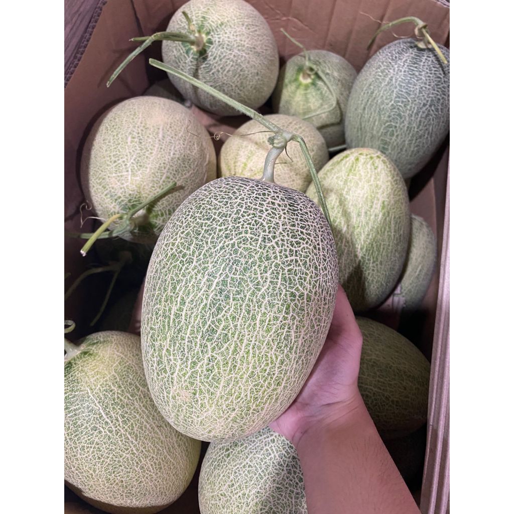 

MELON HAMIKUA. MELON IMPORT MELON ORANGE MELON ENAK FRESH MANIS
