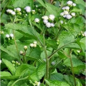 

Daun Babadotan Segar / Daun Wedusan Segar / Daun Bandotan Segar Langsung Dipetik Dari Kebun