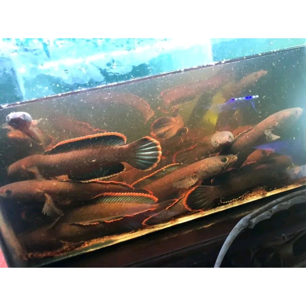 LIMBATA JUMBO RIM TEBAL SIZE 20 CM