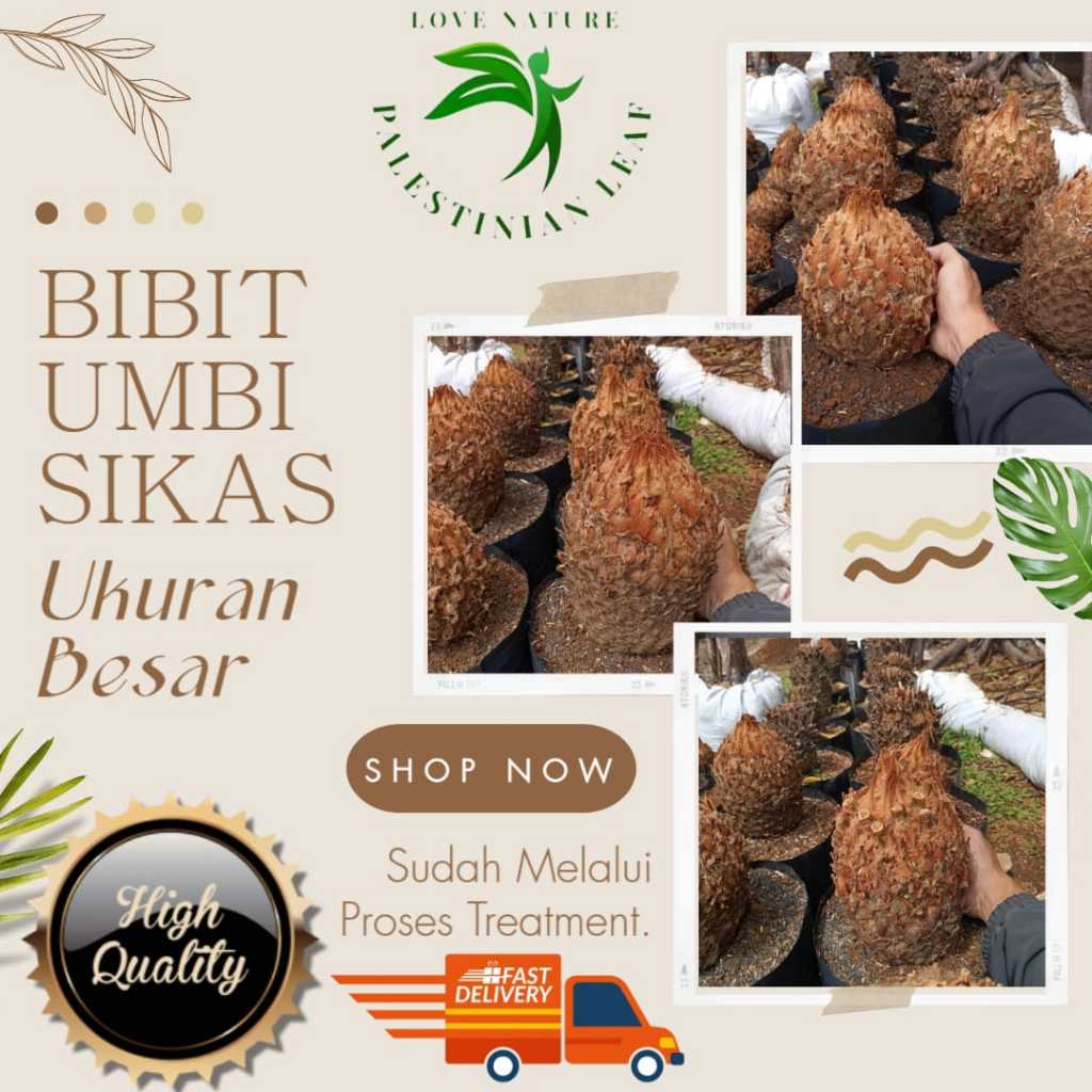 Tanaman Hias Umbi Sikas Mawar Jambe Ukuran Besar | Pohon Sikas | Tanaman Hias Tropis Elegan