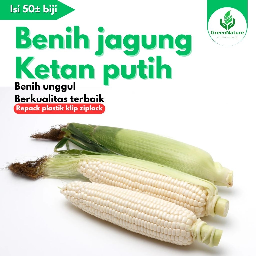 

50± BIJI BENIH JAGUNG KETAN PUTIH