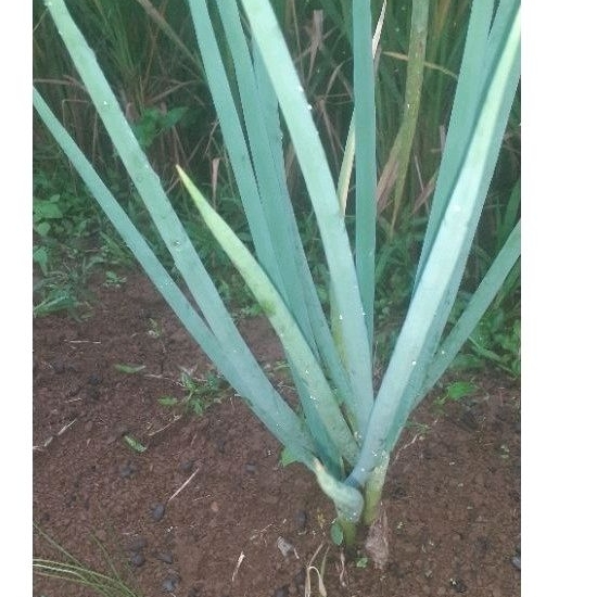 Promo Bibit bawang bombay unggul 3 pcs tanaman daun bawang bombay