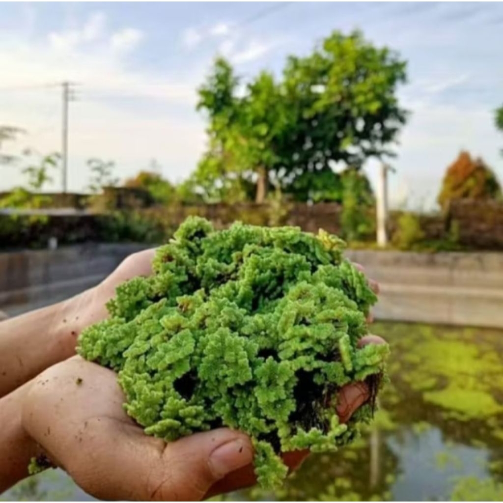 Bibit Azolla Super Untuk Pakan Ternak Unggas Ikan Ayam Bebek & Pupuk