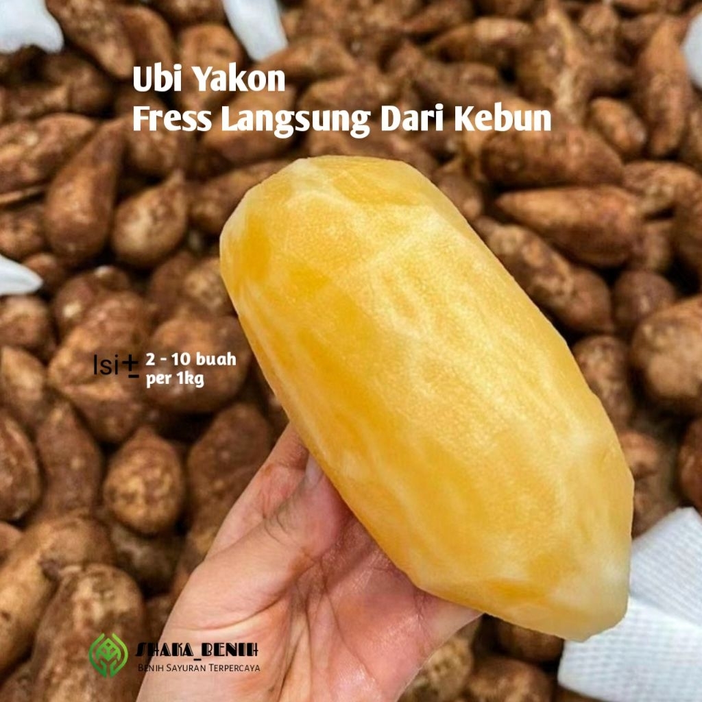 

UBI YAKON FRESS ASLI WONOSOBO KEMASAN 1KG