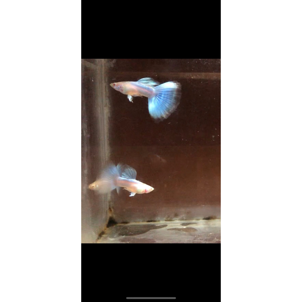 guppy SKy blue