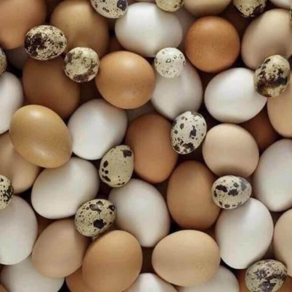 

TELUR Ayam Kampung Negeri/ Telur Asin/ Telur Puyuh