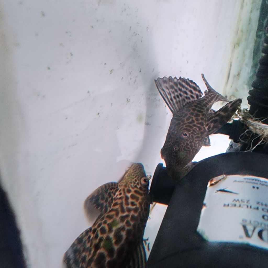 ikan tokek sapu sapu bukan albino pleco hitam