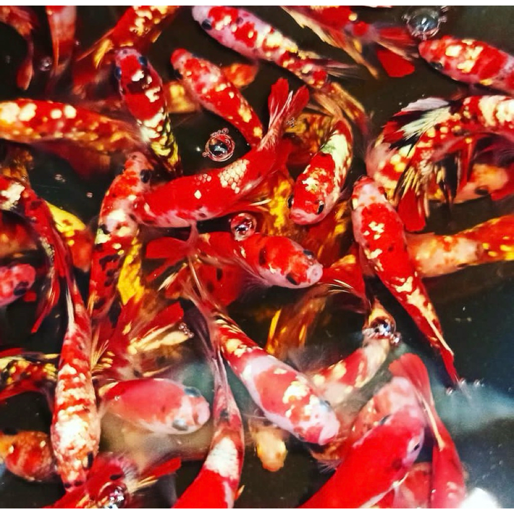 paket 10 ekor ikan cupang full warna bagus terjamin kualitas nya