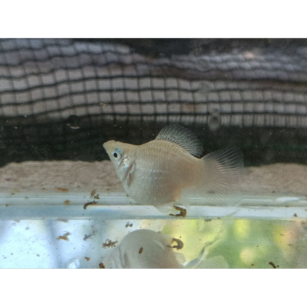 IKAN MOLLY PAKET 3 EKOR INDUKAN